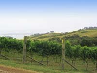 Waiheke Island, Hauraki Gulf Islands Waiheke Island, Hauraki Gulf Islands